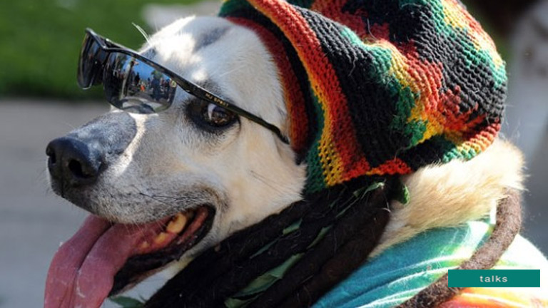 Dogs prefer reggae and soft rock