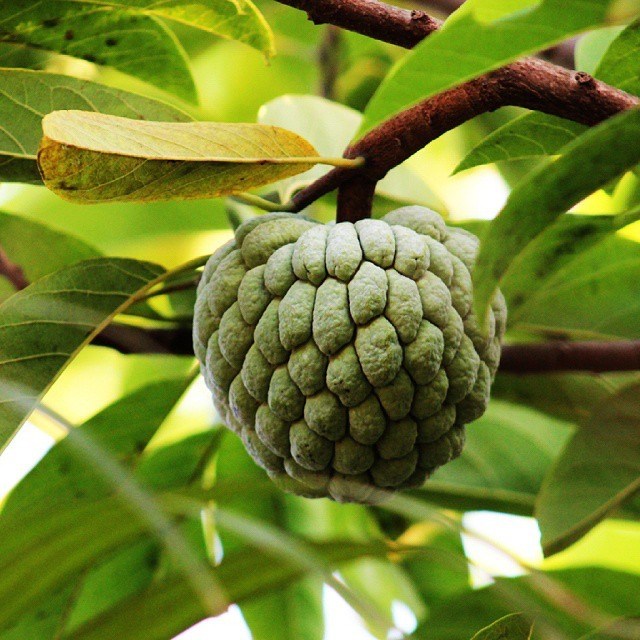 atis by aboutfilipinofood