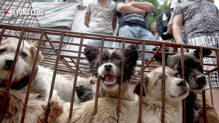 How did China’s Dog Meat Festival Yulin start