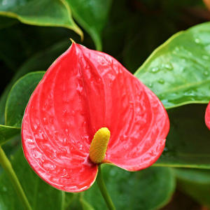 anthurium red plant