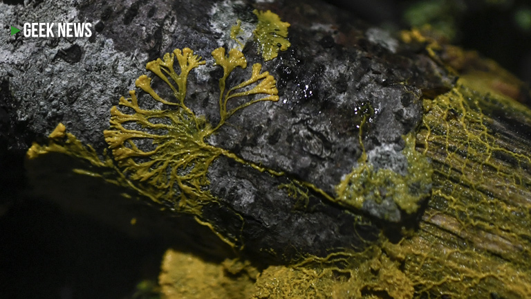 Slime Mold can learn, heal, move and mate